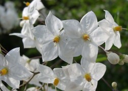 Solanum jasminoides / Csüngő jázmin